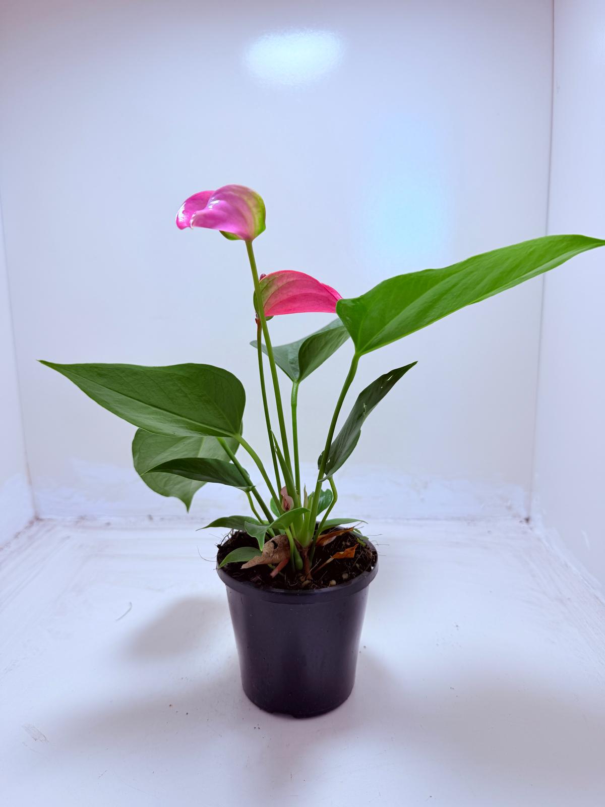 Buy Anthurium Jolie | Stylish Indoor Plant