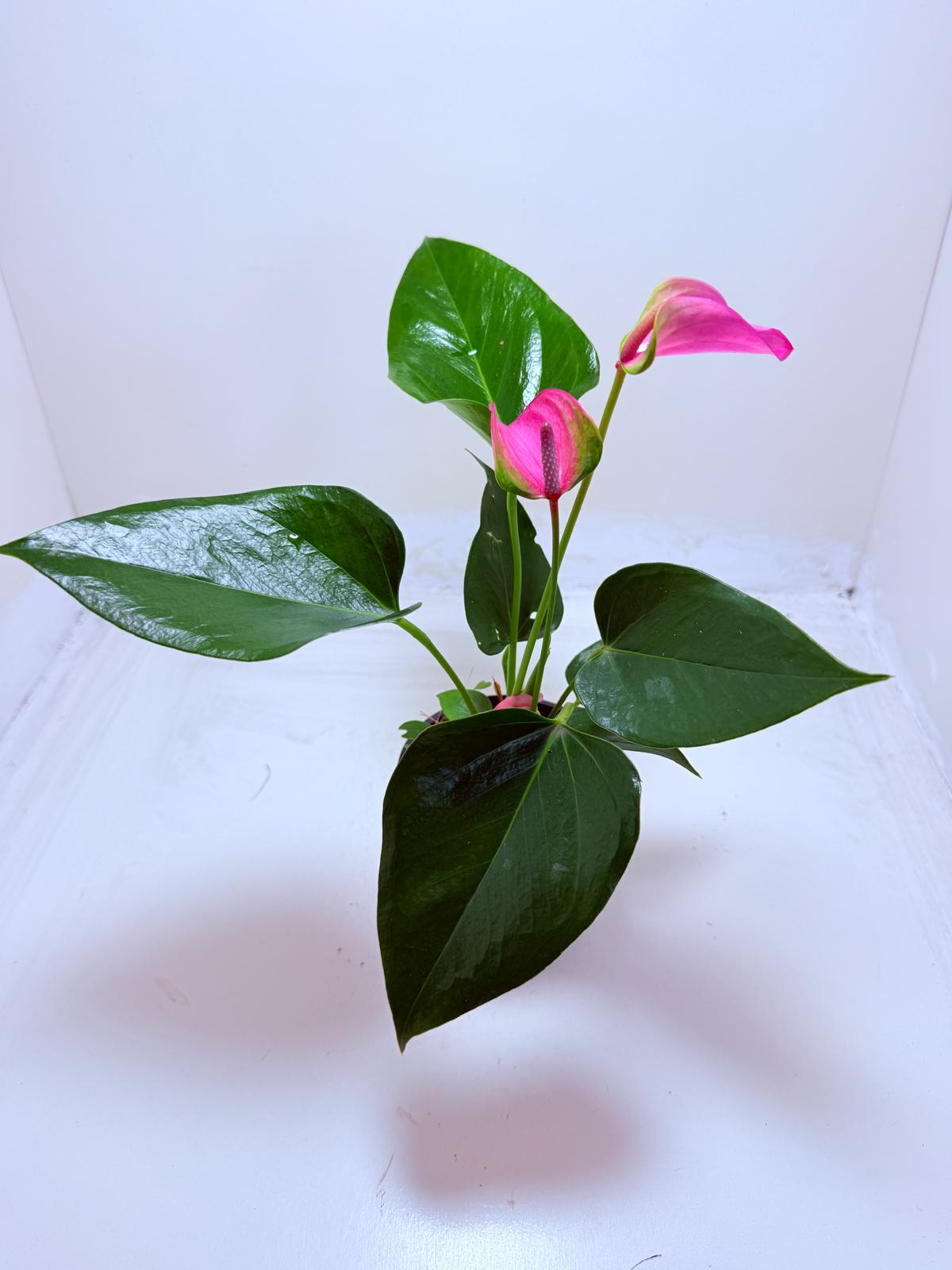 Buy Anthurium Jolie | Stylish Indoor Plant