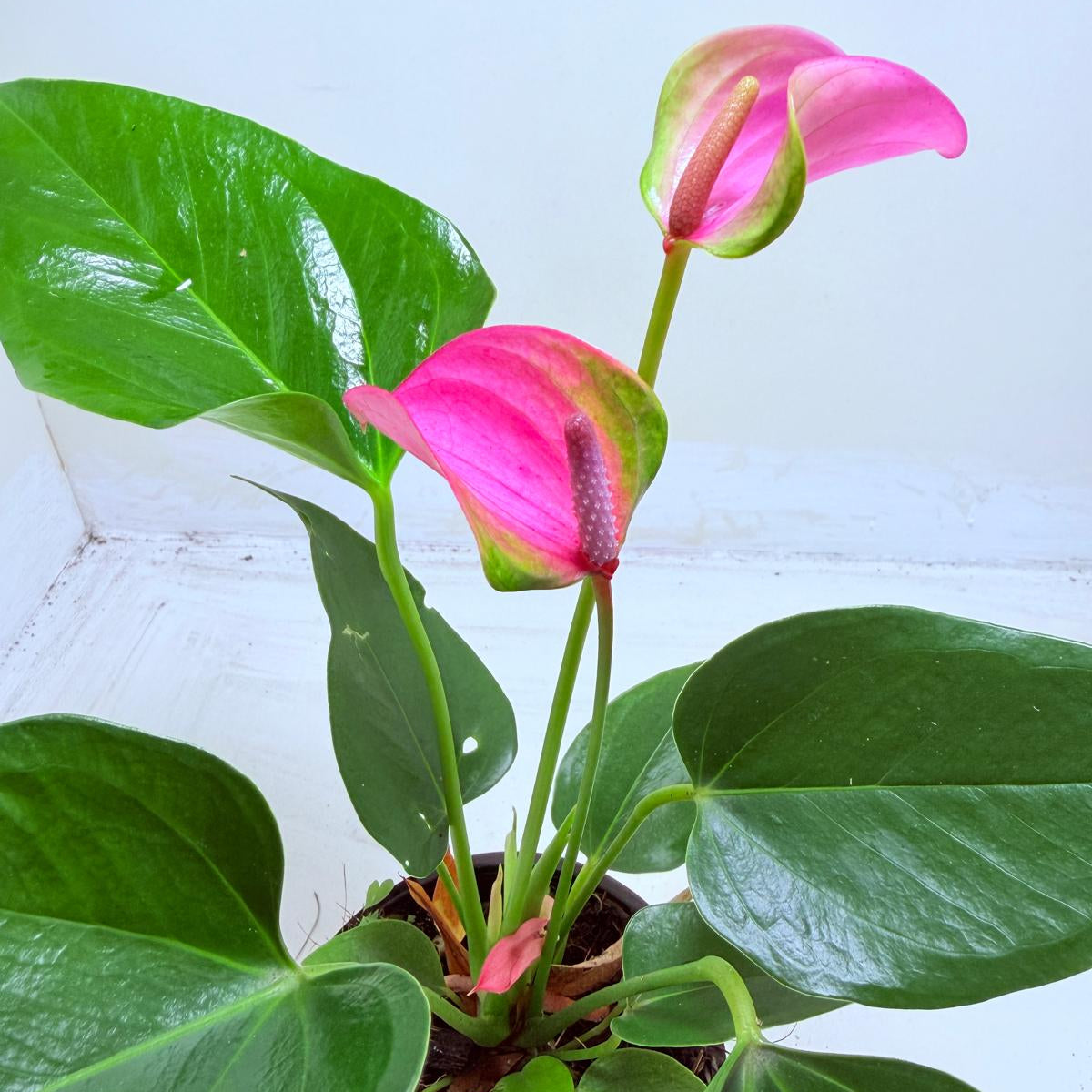 Buy Anthurium Jolie | Stylish Indoor Plant