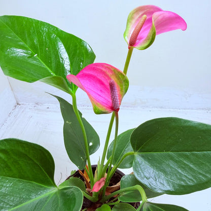 Buy Anthurium Jolie | Stylish Indoor Plant