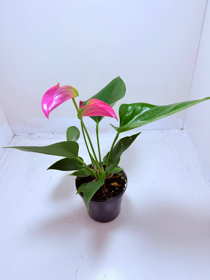 Buy Anthurium Jolie | Stylish Indoor Plant