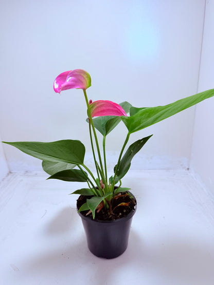 Buy Anthurium Jolie | Stylish Indoor Plant