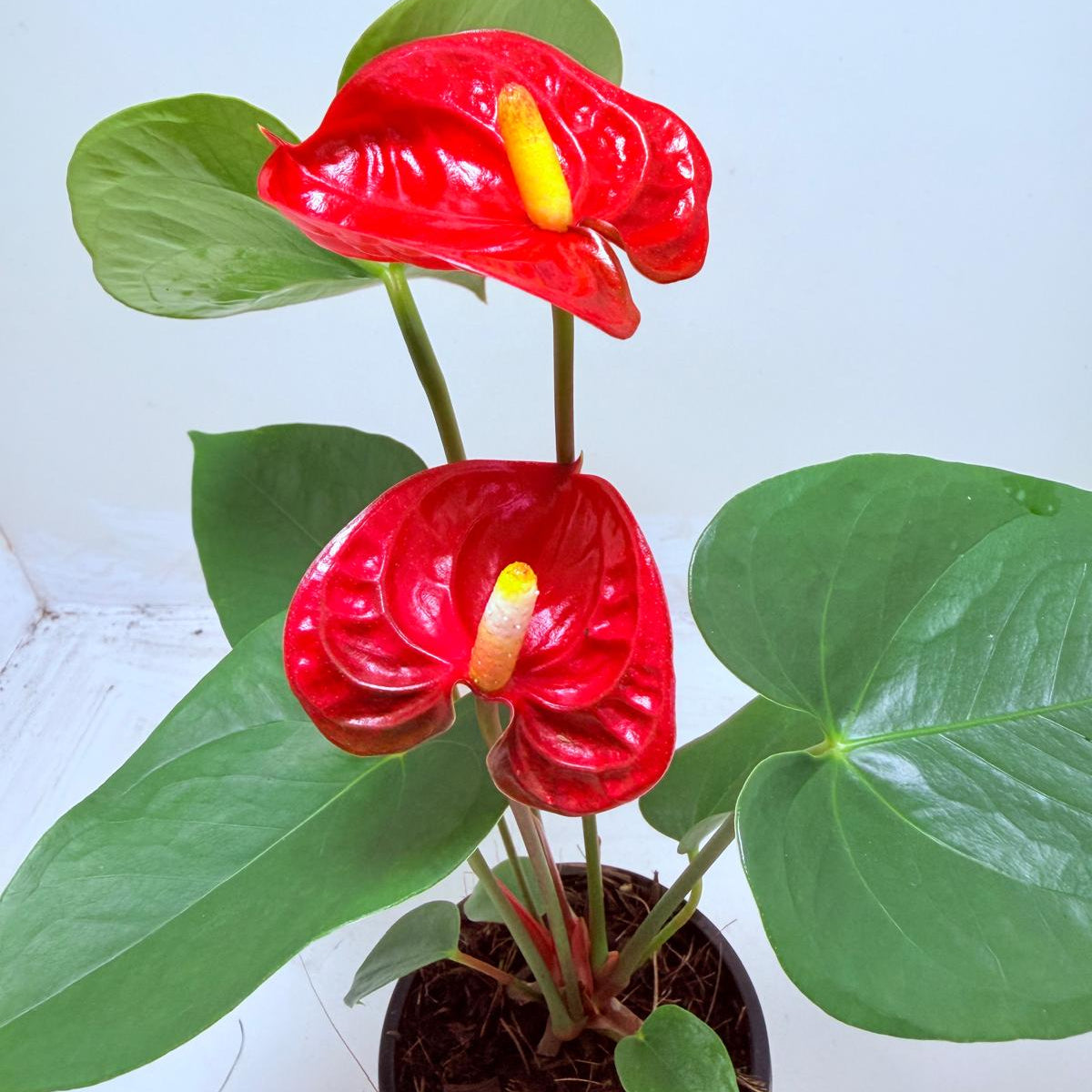 Buy Anthurium Madural | Tropical Foliage Plant