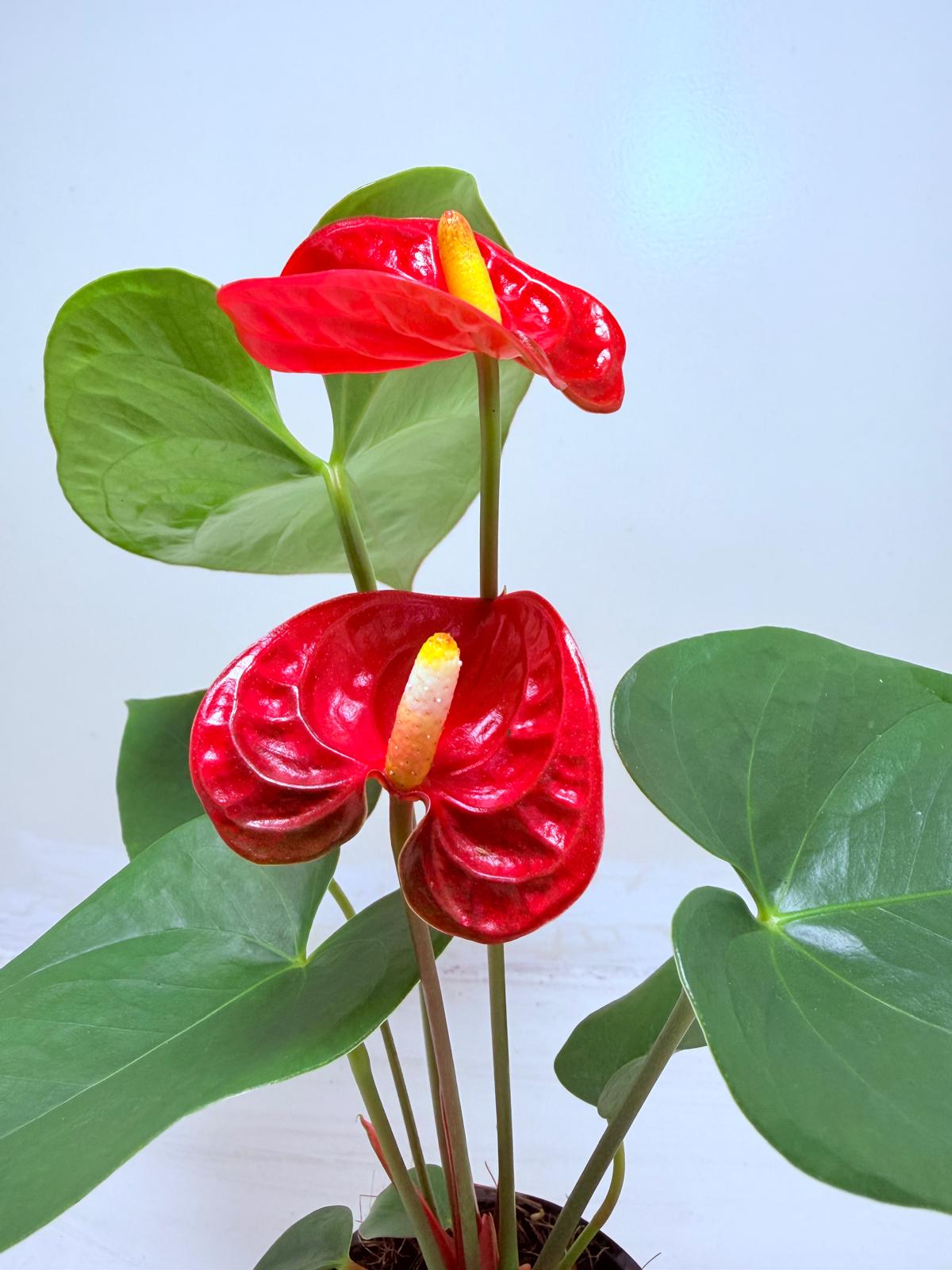 Buy Anthurium Madural | Tropical Foliage Plant