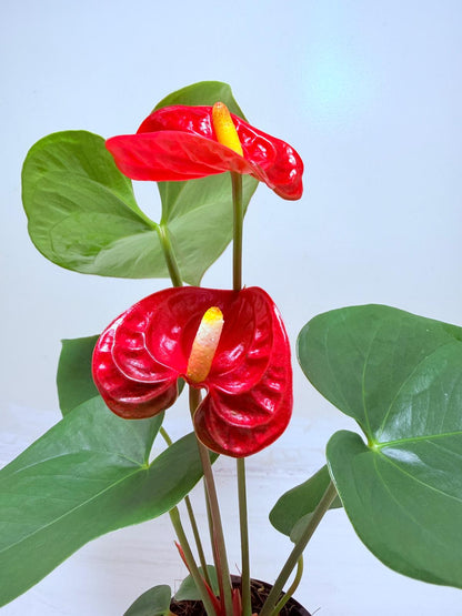 Buy Anthurium Madural | Tropical Foliage Plant