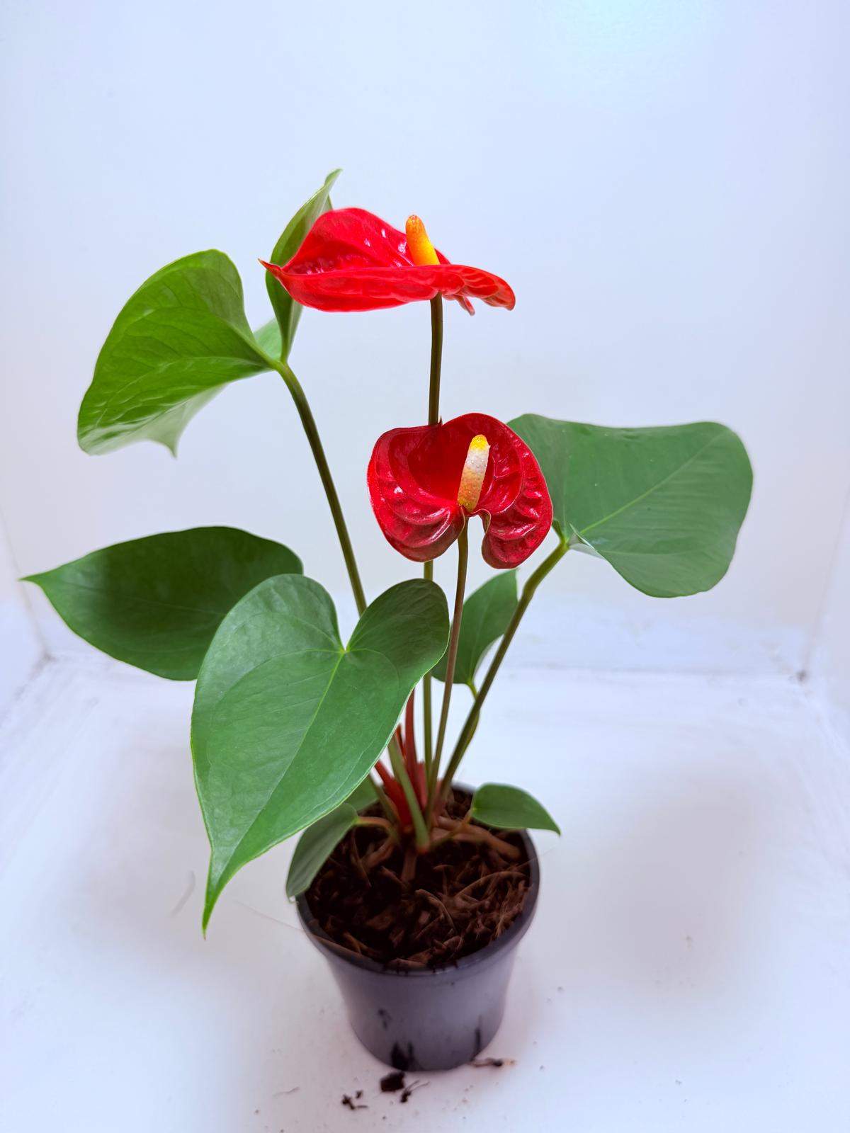 Buy Anthurium Madural | Tropical Foliage Plant