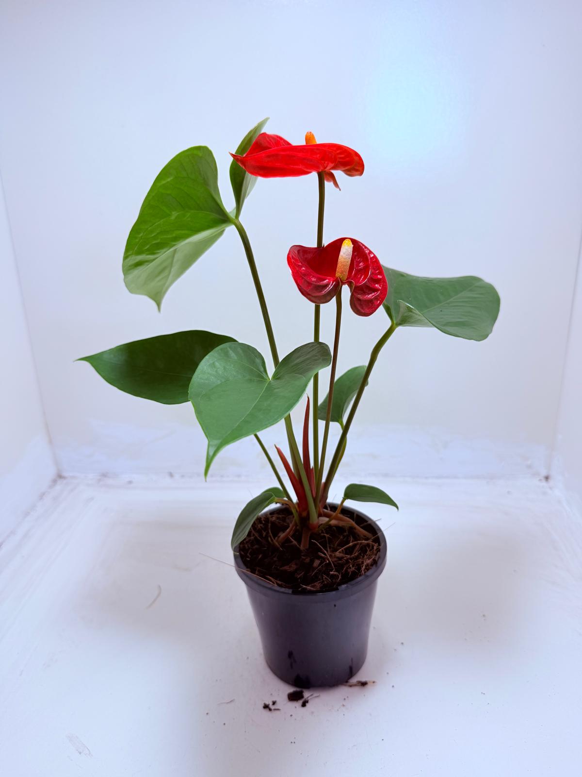 Buy Anthurium Madural | Tropical Foliage Plant