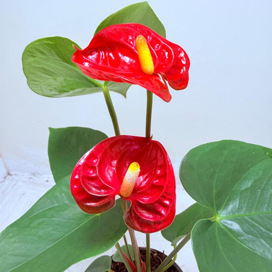 Buy Anthurium Madural | Tropical Foliage Plant