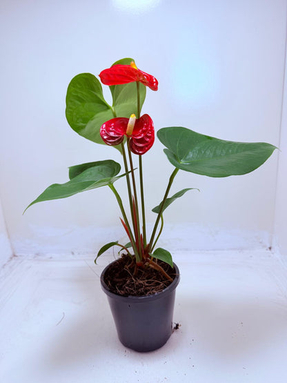 Buy Anthurium Madural | Tropical Foliage Plant