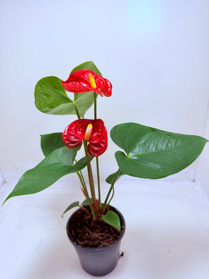 Buy Anthurium Madural | Tropical Foliage Plant