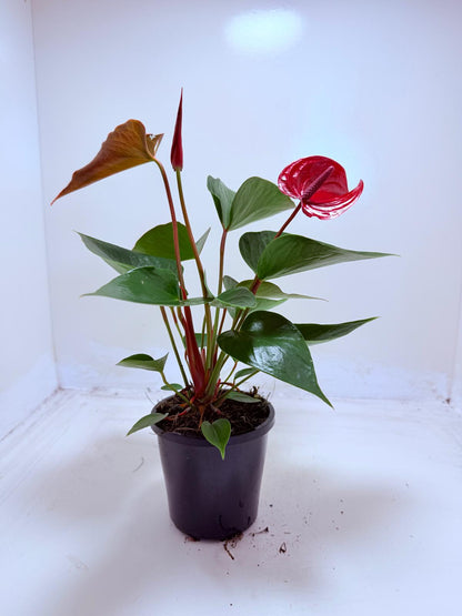 Buy Anthurium Picante Red | Tropical Indoor Plant