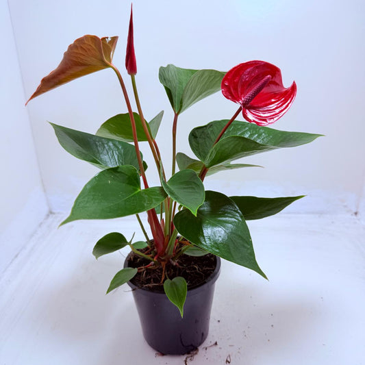 Buy Anthurium Picante Red | Tropical Indoor Plant