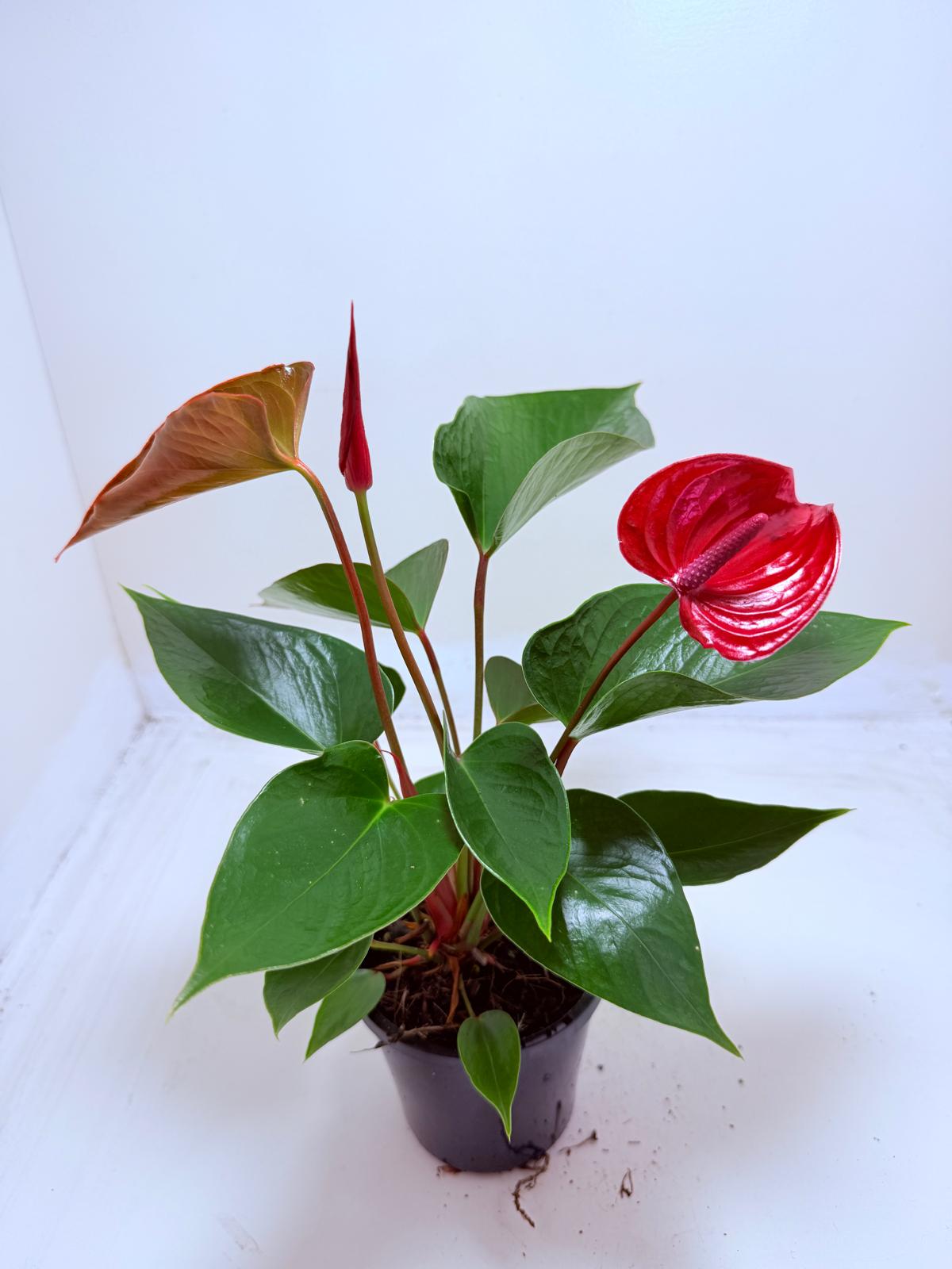 Buy Anthurium Picante Red | Tropical Indoor Plant