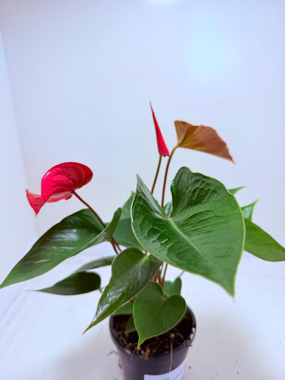 Buy Anthurium Picante Red | Tropical Indoor Plant