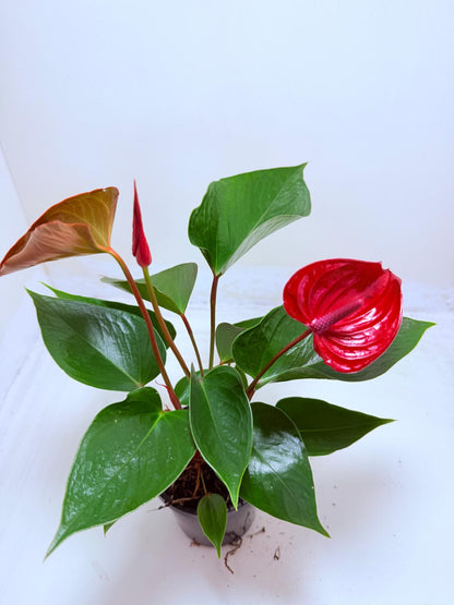 Buy Anthurium Picante Red | Tropical Indoor Plant