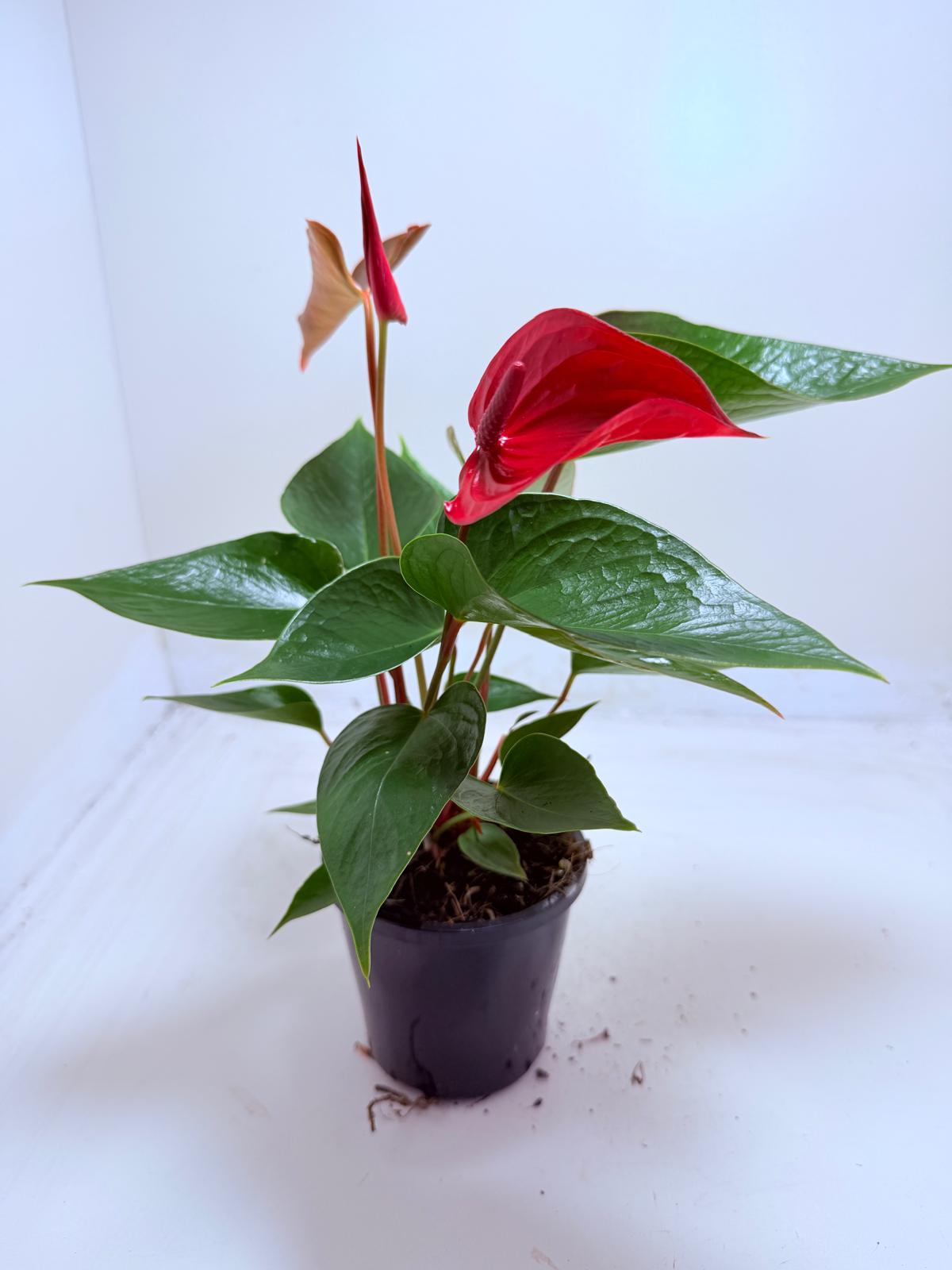 Buy Anthurium Picante Red | Tropical Indoor Plant