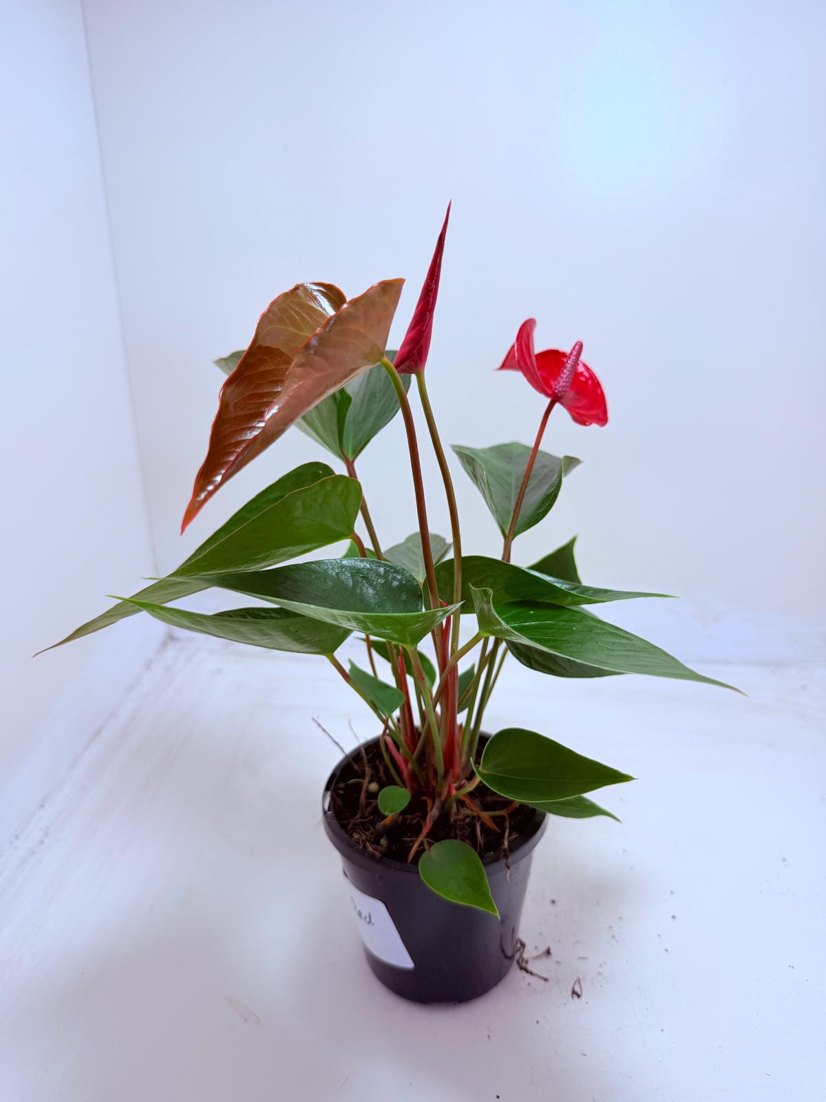 Buy Anthurium Picante Red | Tropical Indoor Plant