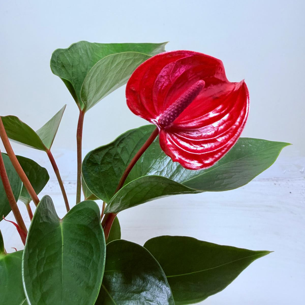 Buy Anthurium Picante Red | Tropical Indoor Plant