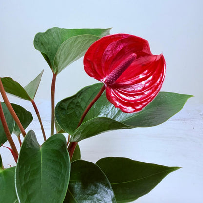 Buy Anthurium Picante Red | Tropical Indoor Plant
