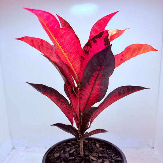 Buy Croton Apple Blossom | Colourful Houseplant
