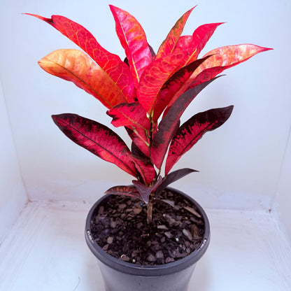 Buy Croton Apple Blossom | Colourful Houseplant