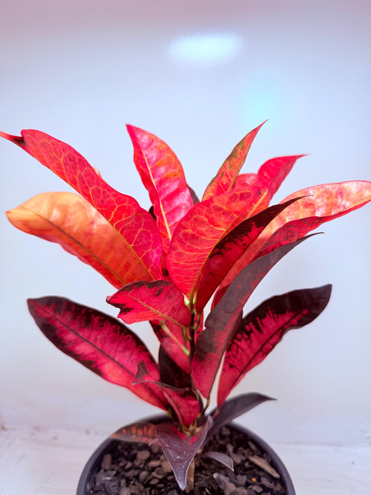 Buy Croton Apple Blossom | Colourful Houseplant