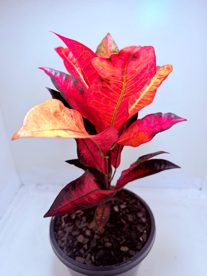 Buy Croton Apple Blossom | Colourful Houseplant