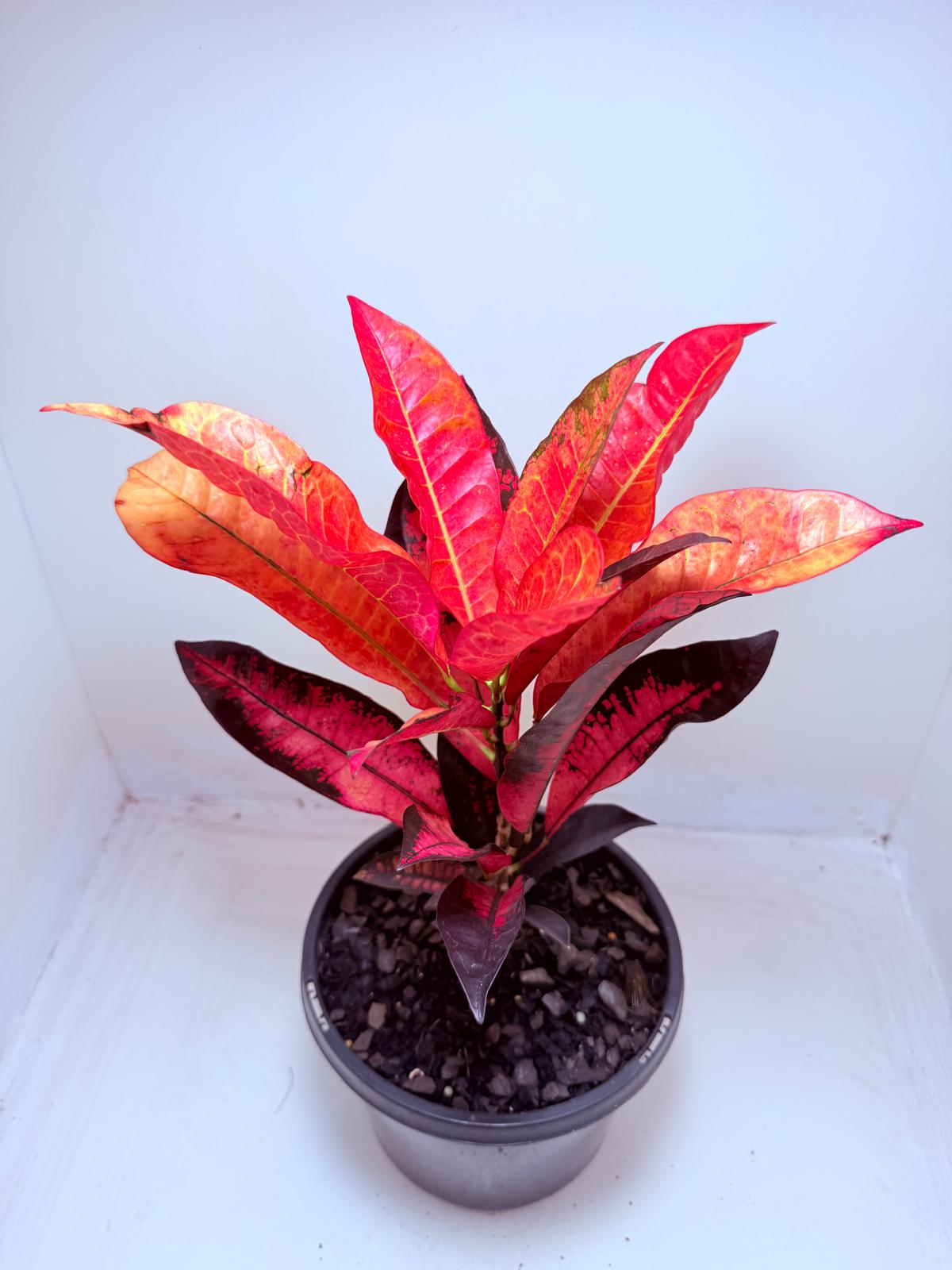Buy Croton Apple Blossom | Colourful Houseplant