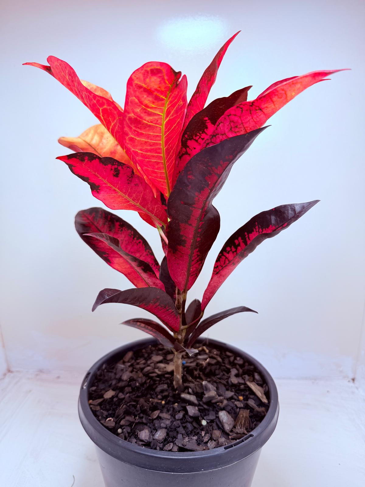 Buy Croton Apple Blossom | Colourful Houseplant