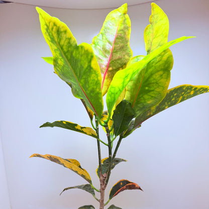 Buy Croton Creme Caramel | Stylish Indoor Plant