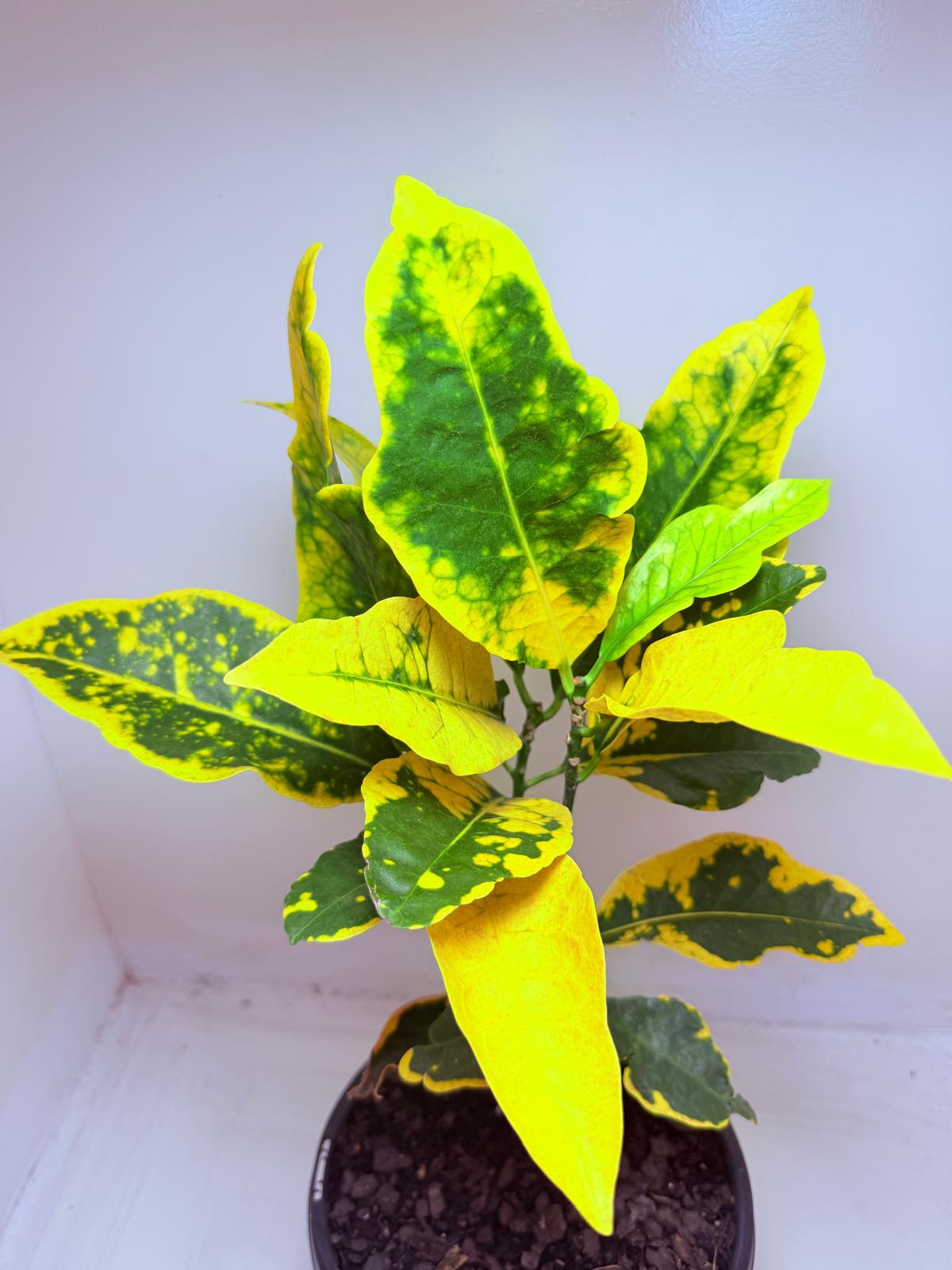 Buy Croton Creme Caramel | Stylish Indoor Plant