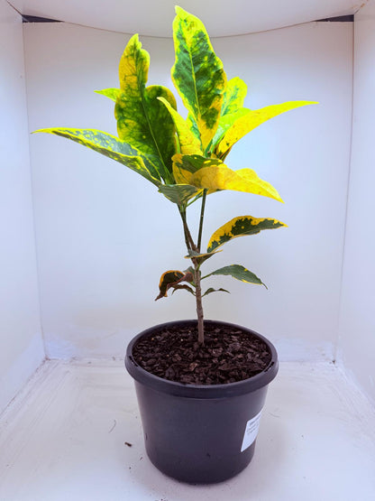 Buy Croton Creme Caramel | Stylish Indoor Plant