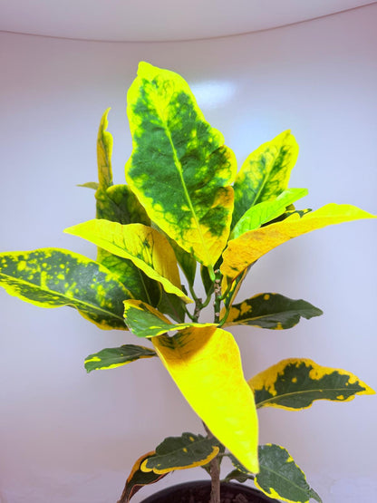 Buy Croton Creme Caramel | Stylish Indoor Plant