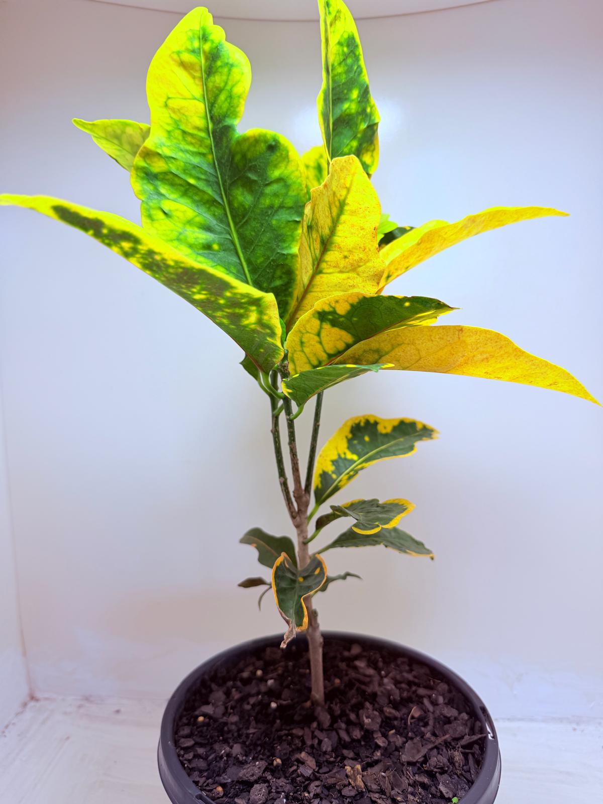 Buy Croton Creme Caramel | Stylish Indoor Plant