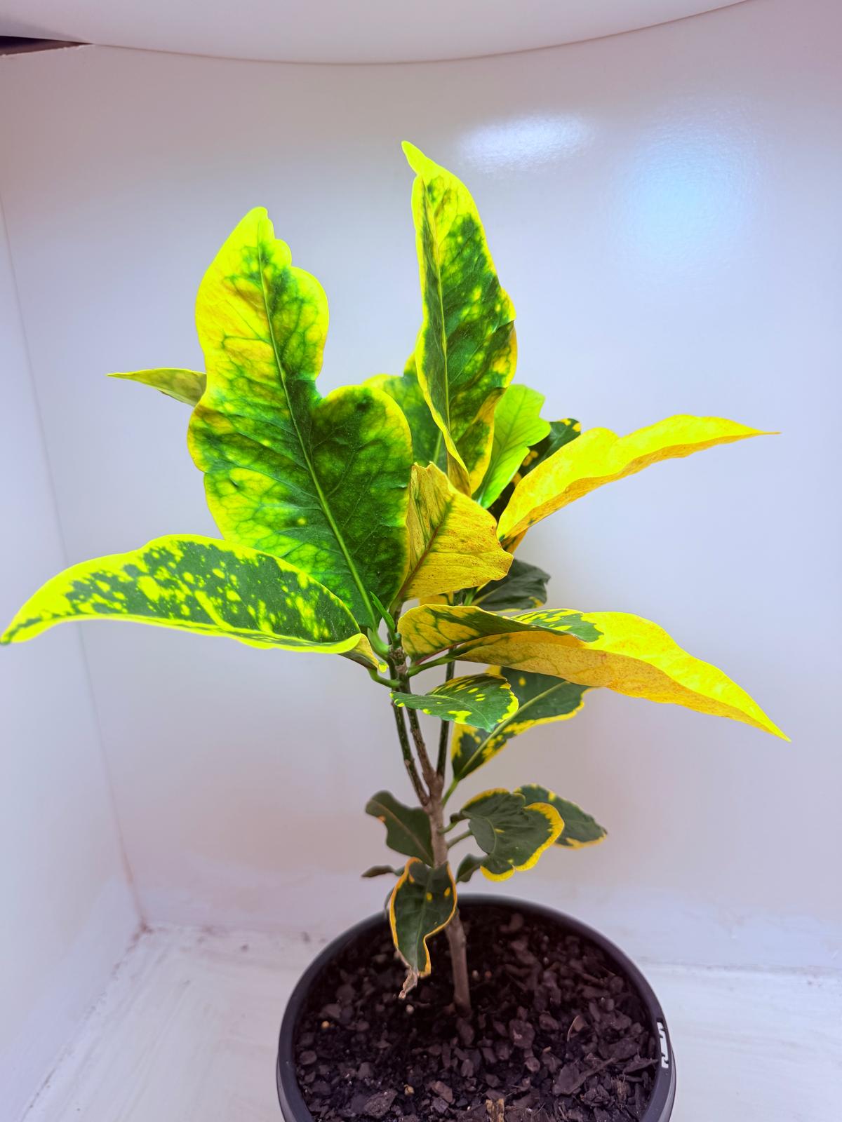 Buy Croton Creme Caramel | Stylish Indoor Plant