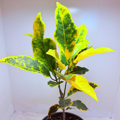 Buy Croton Creme Caramel | Stylish Indoor Plant