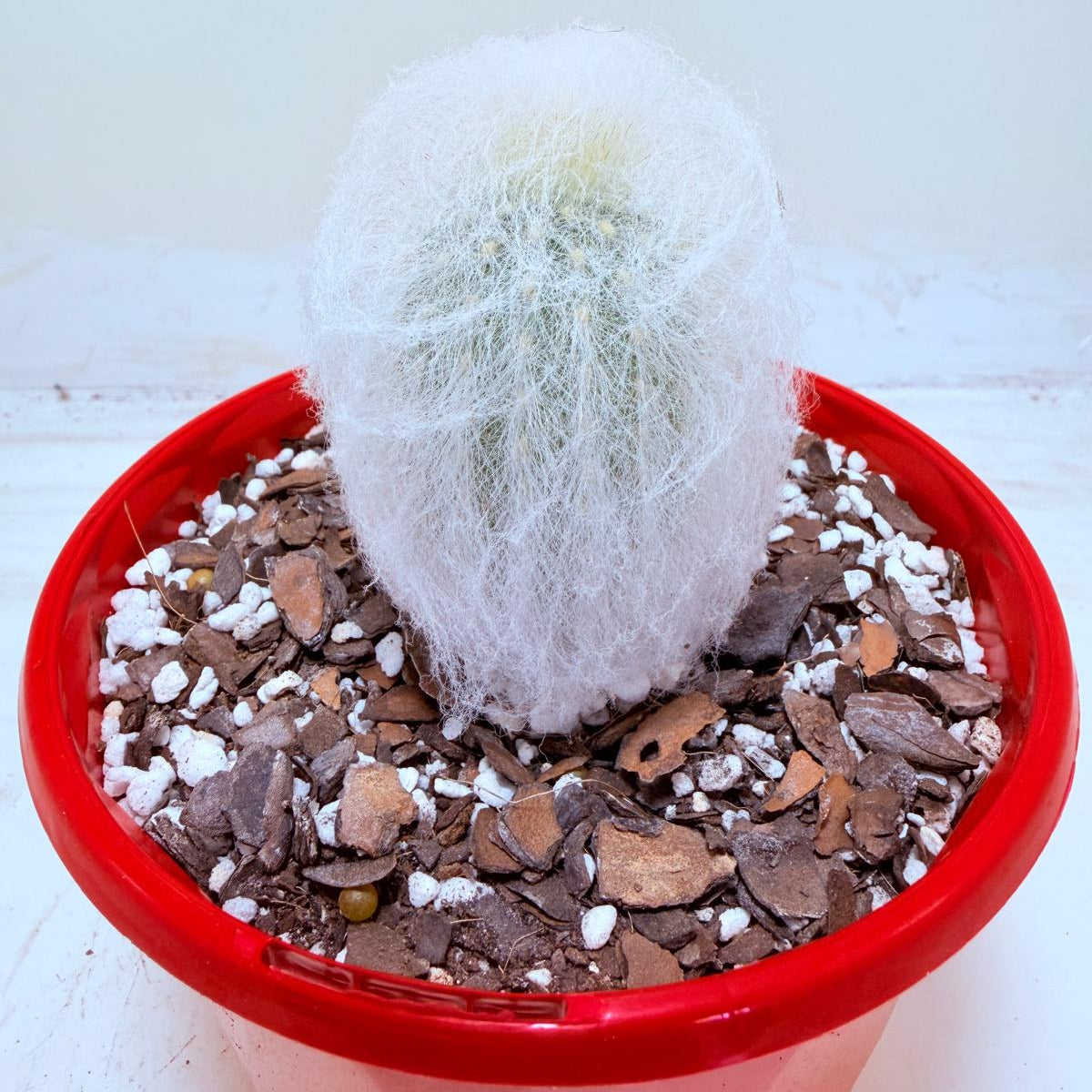 Buy Espostoa melanostele var. inermis | Rare Cactus