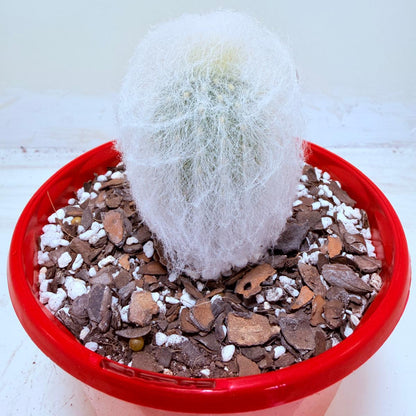 Buy Espostoa melanostele var. inermis | Rare Cactus
