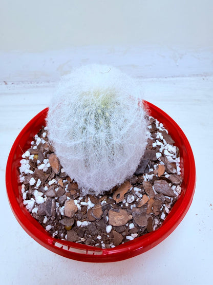 Buy Espostoa melanostele var. inermis | Rare Cactus