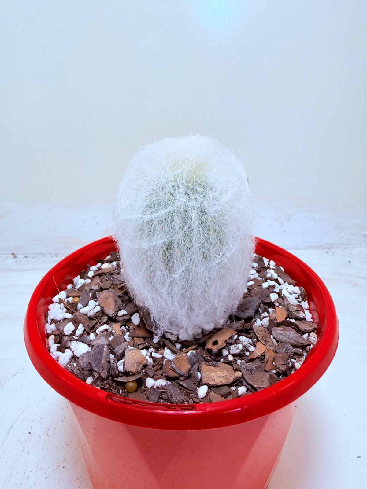 Buy Espostoa melanostele var. inermis | Rare Cactus