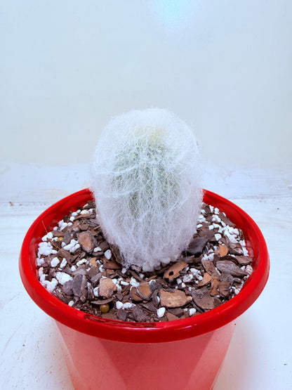 Buy Espostoa melanostele var. inermis | Rare Cactus