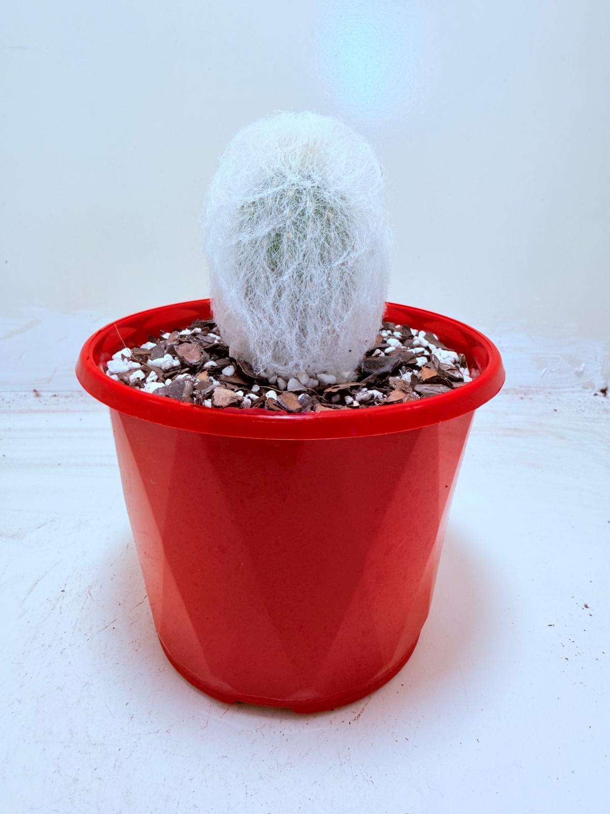 Buy Espostoa melanostele var. inermis | Rare Cactus