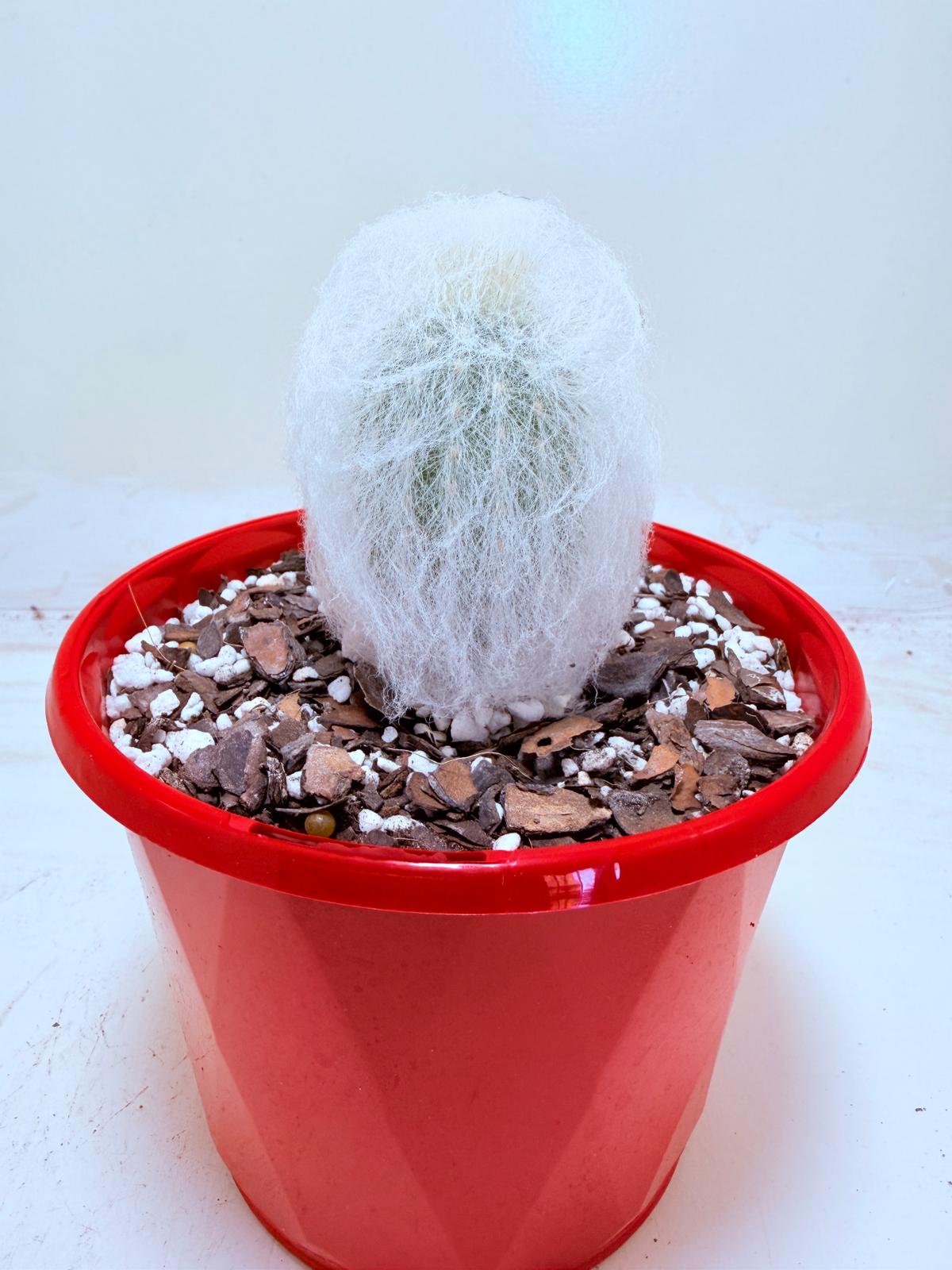 Buy Espostoa melanostele var. inermis | Rare Cactus