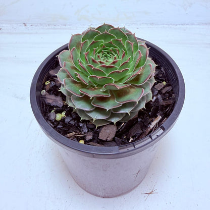 Buy Sempervivum Weighoton Red | Easy Care Succulent