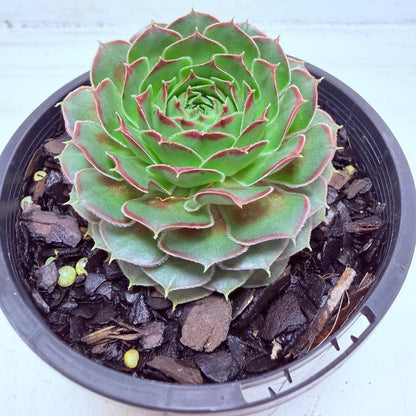 Buy Sempervivum Weighoton Red | Easy Care Succulent