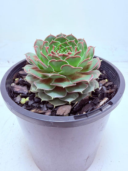 Buy Sempervivum Weighoton Red | Easy Care Succulent