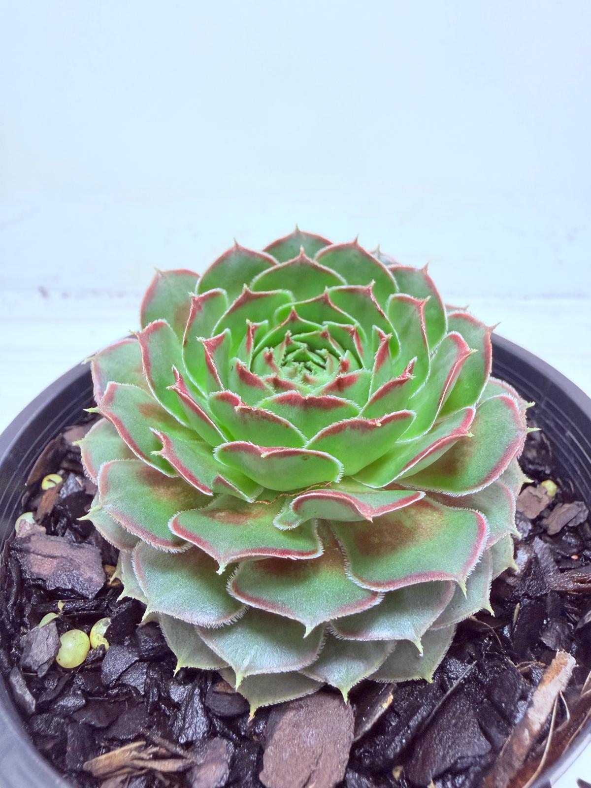 Buy Sempervivum Weighoton Red | Easy Care Succulent