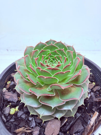 Buy Sempervivum Weighoton Red | Easy Care Succulent