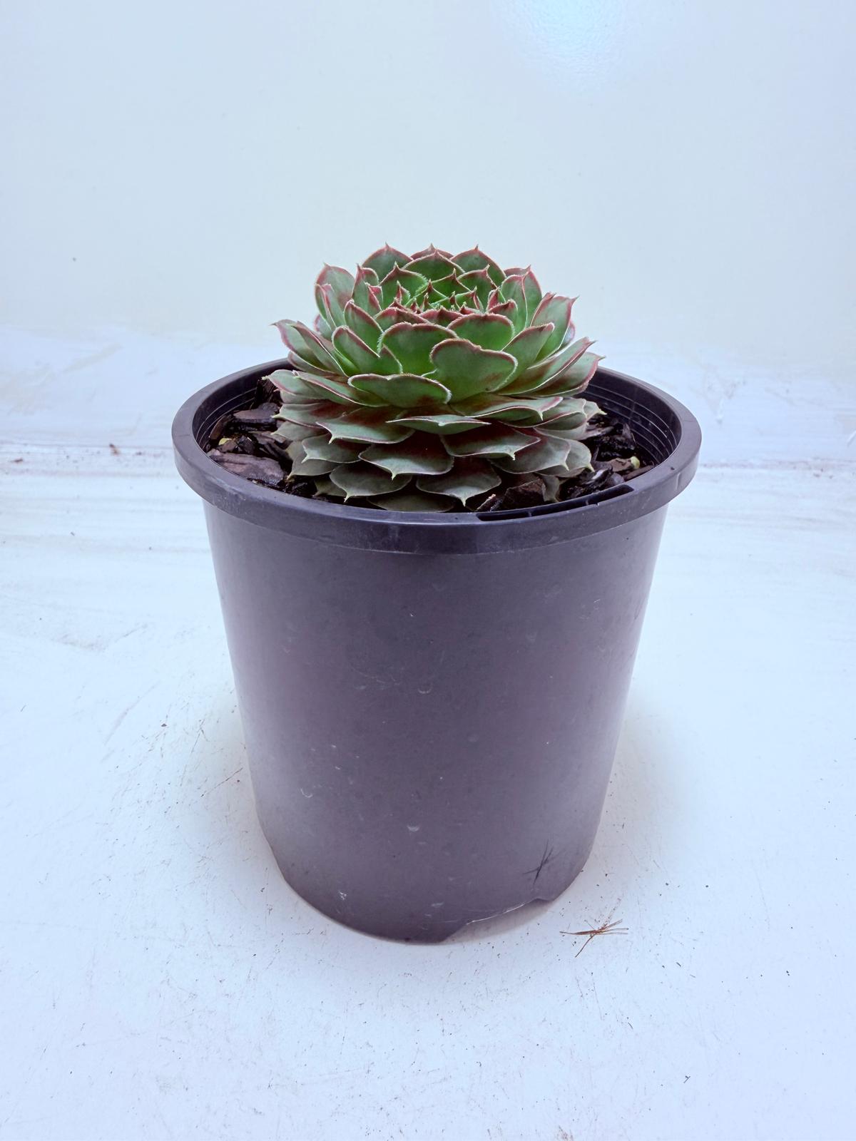 Buy Sempervivum Weighoton Red | Easy Care Succulent