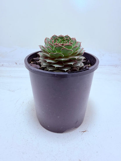 Buy Sempervivum Weighoton Red | Easy Care Succulent